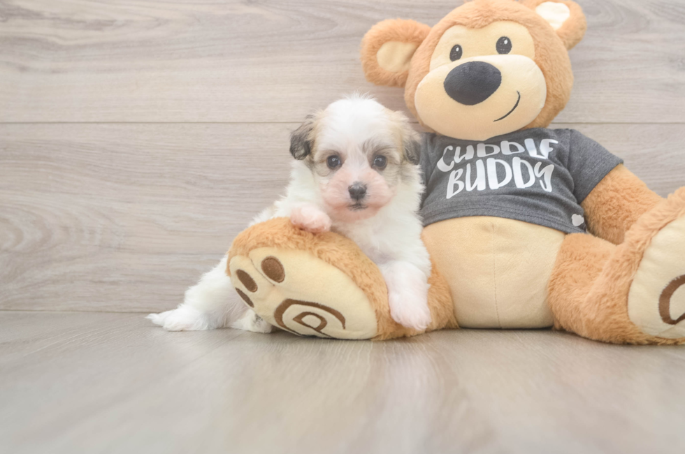 7 week old Havanese Puppy For Sale - Windy City Pups