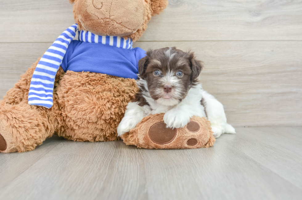 6 week old Havanese Puppy For Sale - Windy City Pups