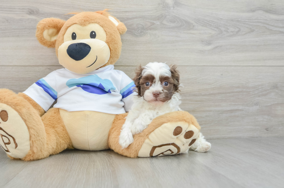 5 week old Havanese Puppy For Sale - Windy City Pups