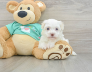 7 week old Havanese Puppy For Sale - Windy City Pups