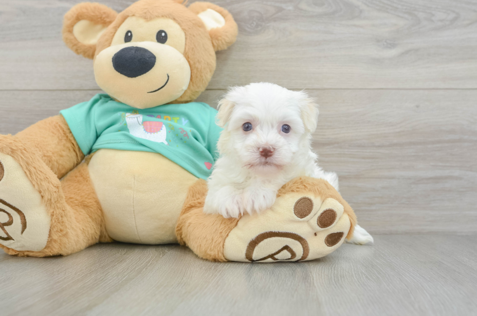 6 week old Havanese Puppy For Sale - Windy City Pups