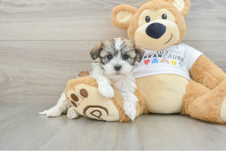 Little Havanese Purebred Pup