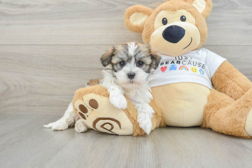Little Havanese Purebred Pup