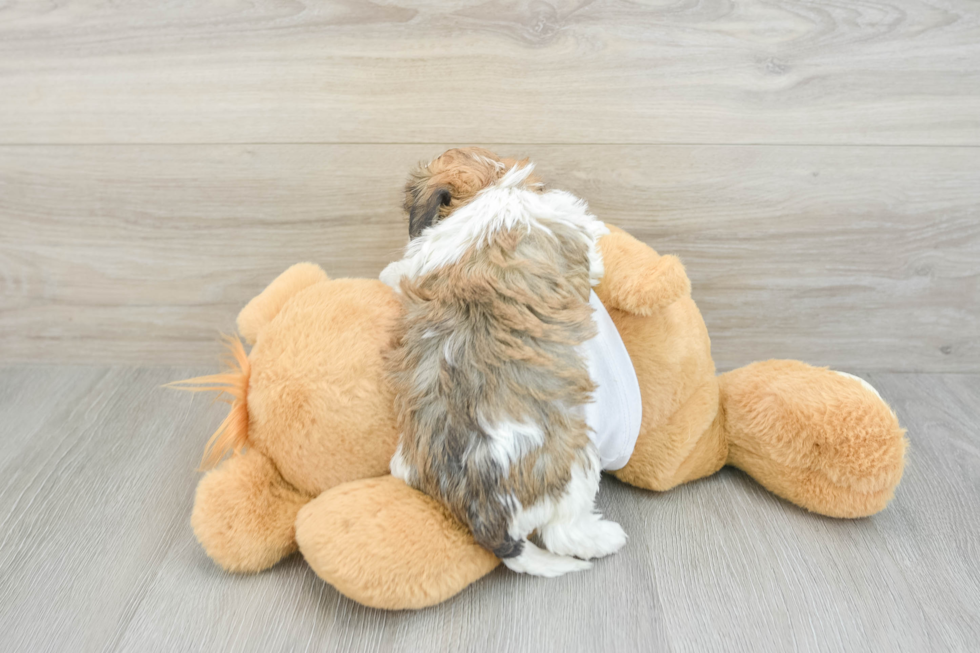 Havanese Puppy for Adoption