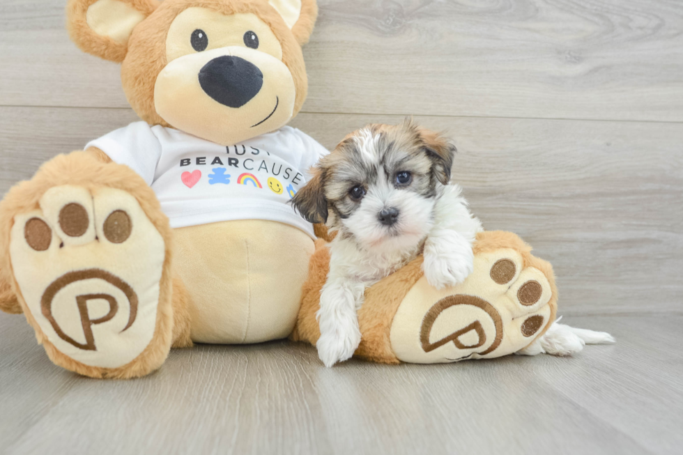 Havanese Puppy for Adoption