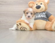 7 week old Havanese Puppy For Sale - Windy City Pups