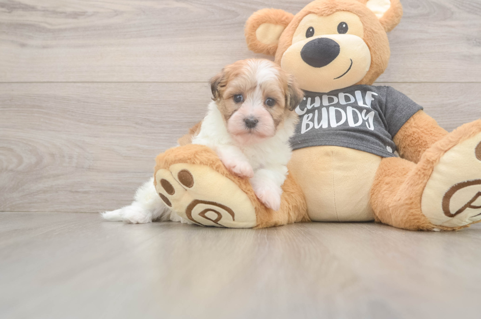 7 week old Havanese Puppy For Sale - Windy City Pups