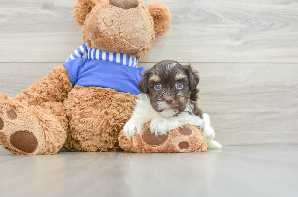 5 week old Havanese Puppy For Sale - Windy City Pups