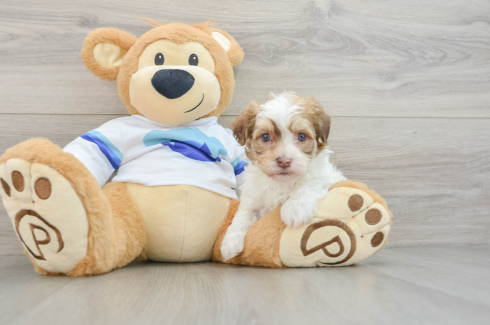 5 week old Havanese Puppy For Sale - Windy City Pups