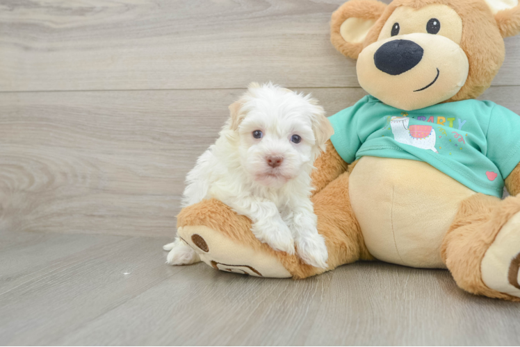 Smart Havanezer Purebred Puppy