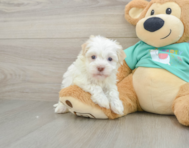 7 week old Havanese Puppy For Sale - Windy City Pups