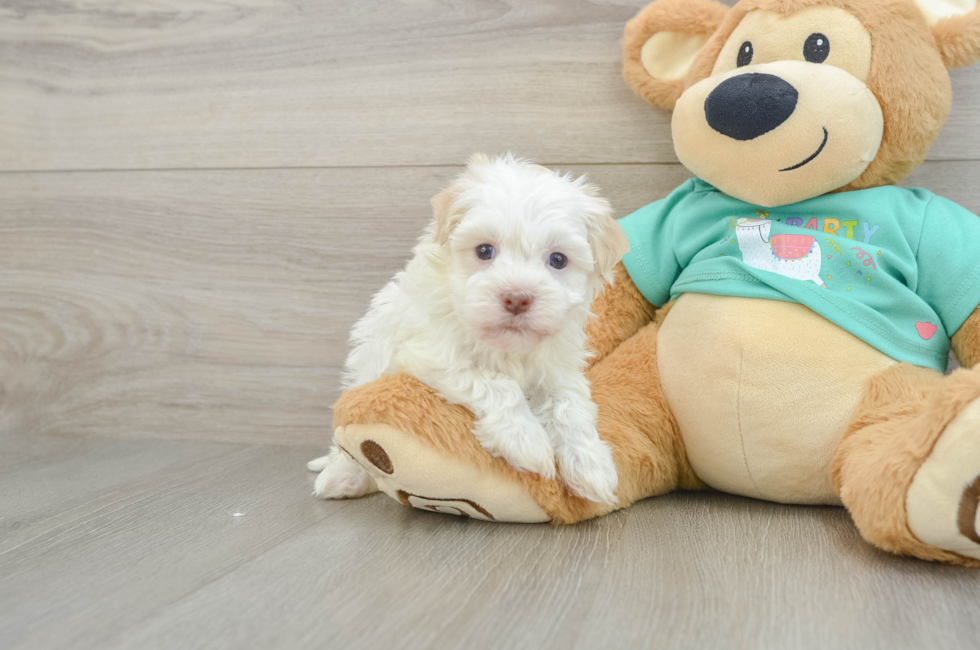 6 week old Havanese Puppy For Sale - Windy City Pups