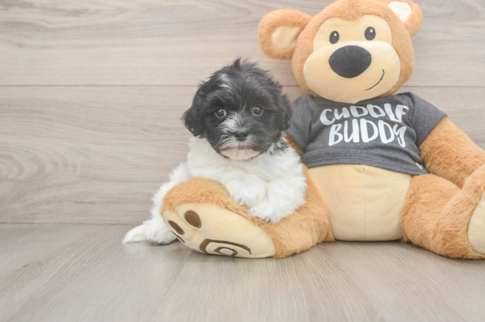 6 week old Havanese Puppy For Sale - Windy City Pups