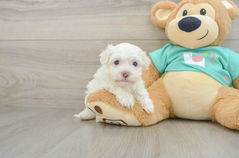 6 week old Havanese Puppy For Sale - Windy City Pups