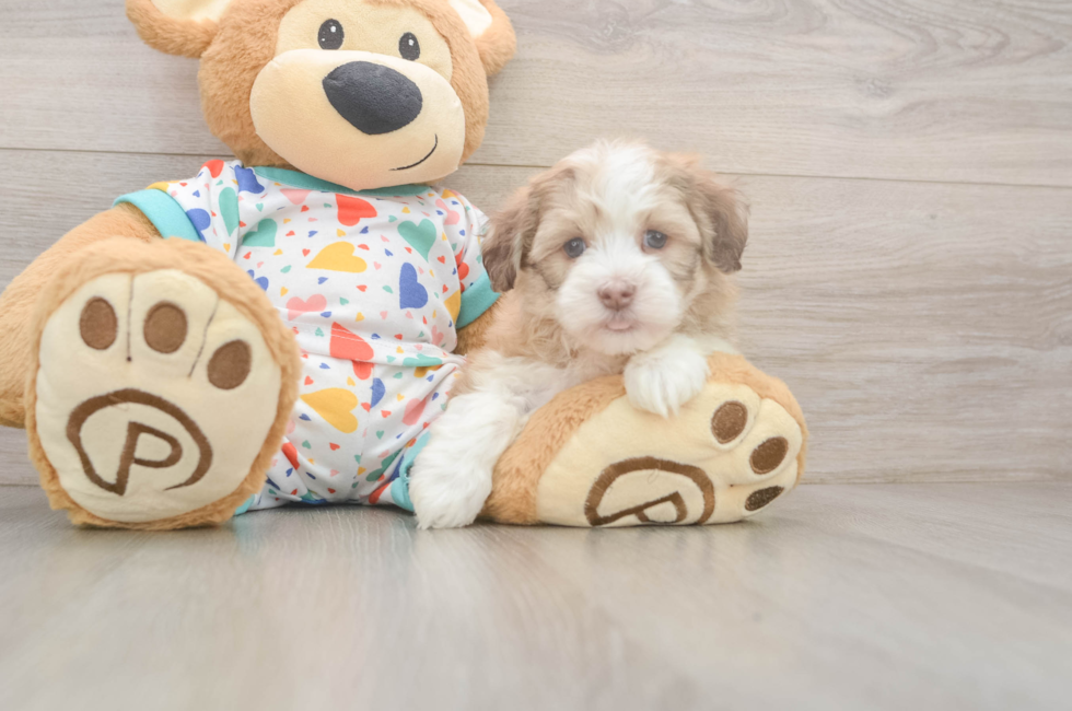 6 week old Havanese Puppy For Sale - Windy City Pups
