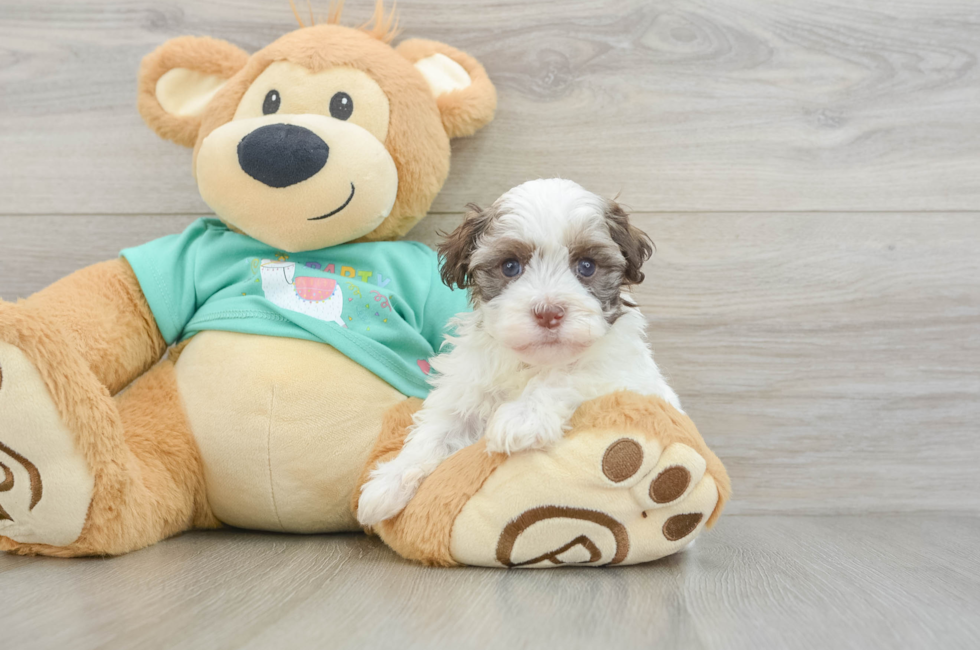 6 week old Havanese Puppy For Sale - Windy City Pups