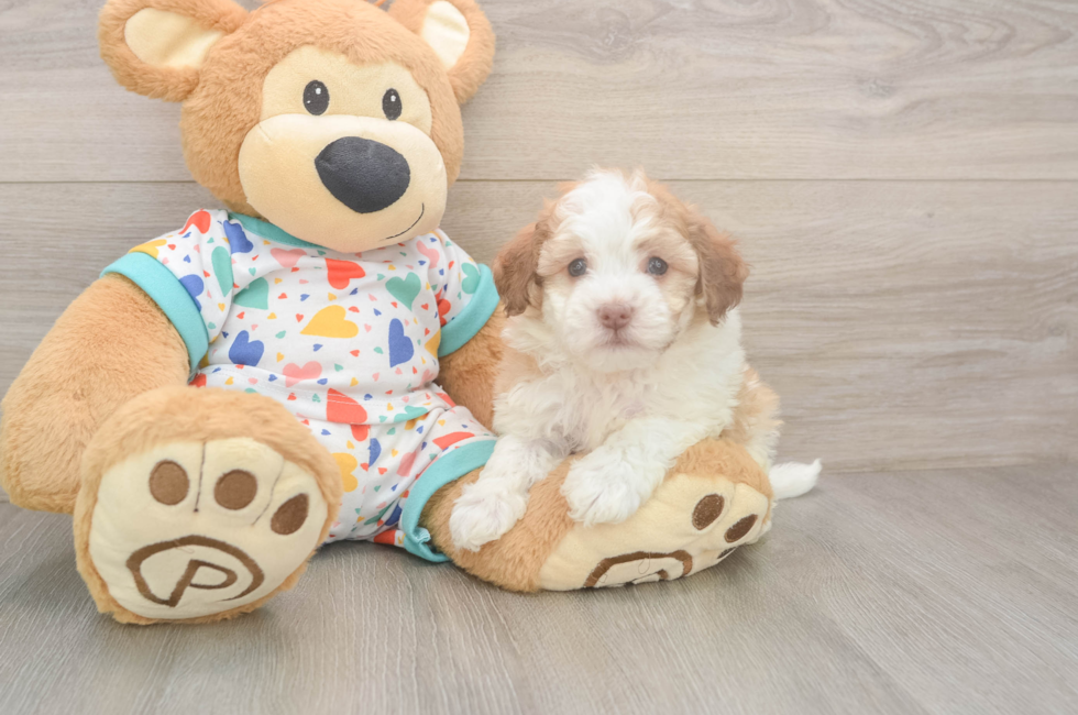 6 week old Havanese Puppy For Sale - Windy City Pups