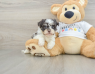5 week old Havanese Puppy For Sale - Windy City Pups