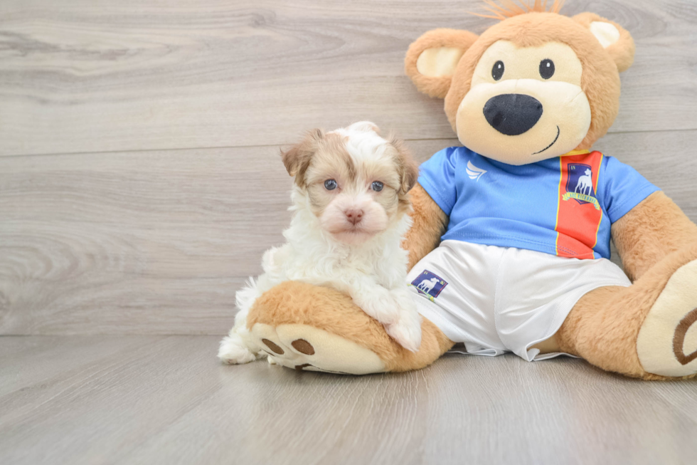 Cute Havanese Cuban Bichon Purebred Puppy