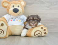 8 week old Havanese Puppy For Sale - Windy City Pups
