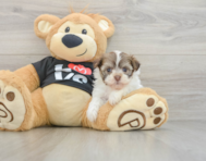 5 week old Havanese Puppy For Sale - Windy City Pups