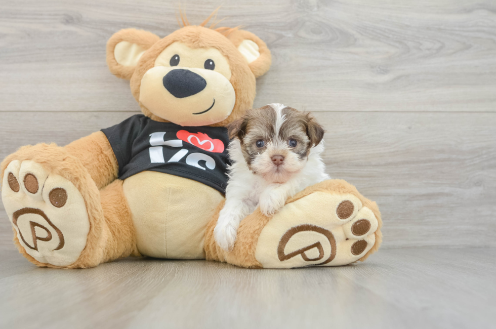 5 week old Havanese Puppy For Sale - Windy City Pups