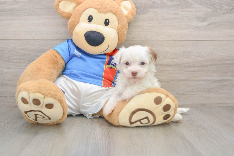 Hypoallergenic Havanese Baby