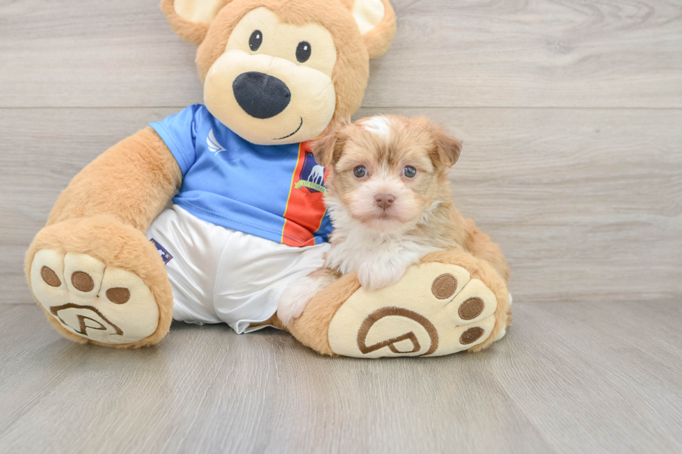 Akc Registered Havanese Purebred Pup