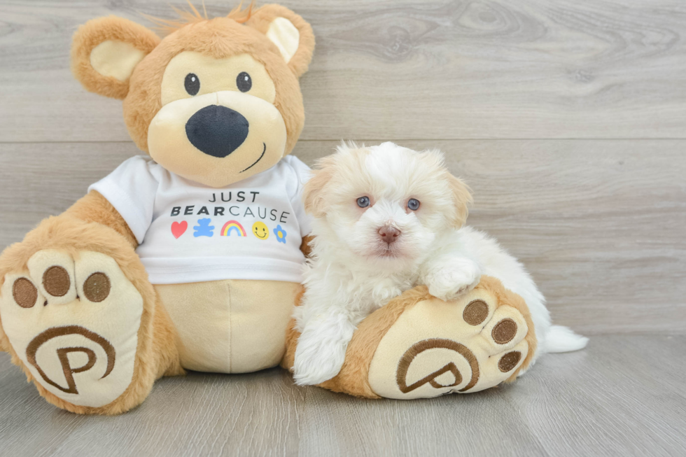 Energetic Bichon Habanero Purebred Puppy