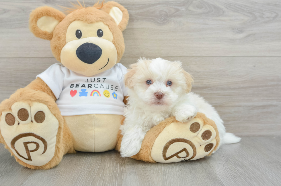 5 week old Havanese Puppy For Sale - Windy City Pups