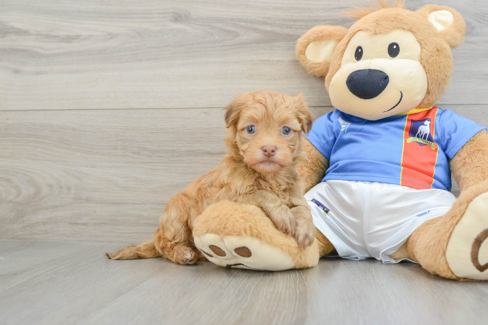 Petite Havanezer Purebred Puppy