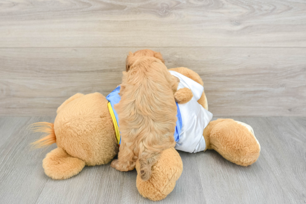 Havanese Puppy for Adoption
