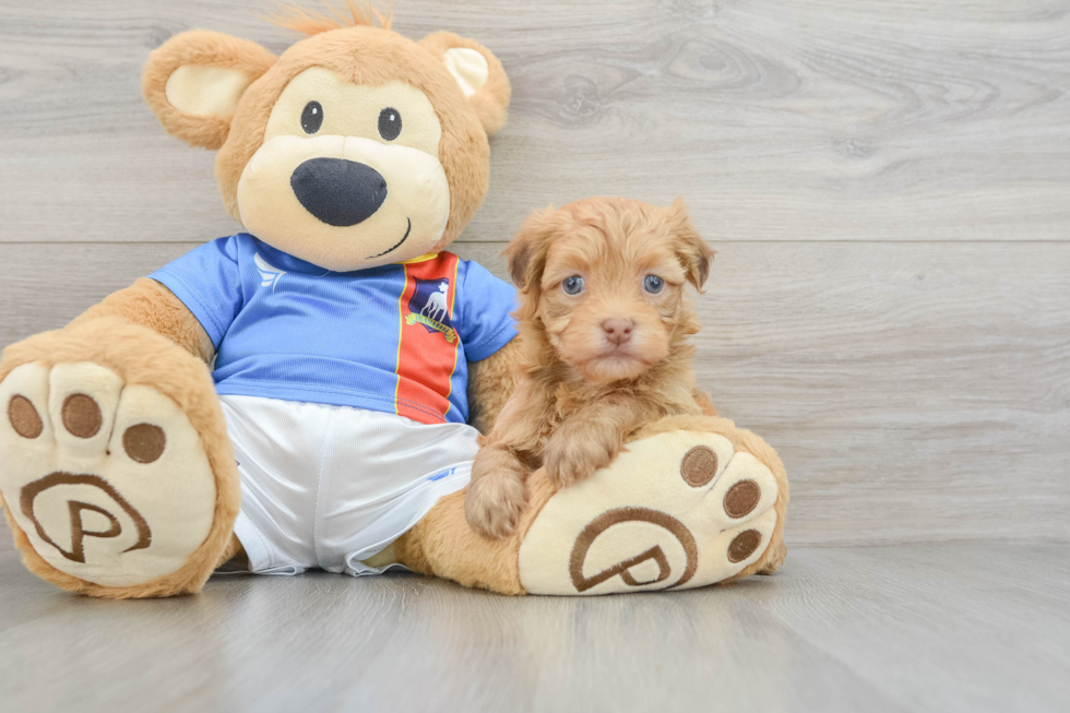 Best Havanese Baby
