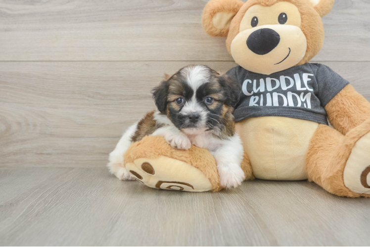 Havanese Puppy for Adoption