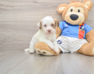 5 week old Havanese Puppy For Sale - Windy City Pups
