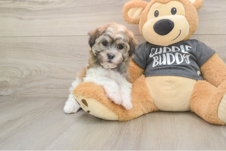 Little Havanese Purebred Pup