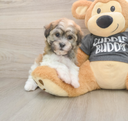 6 week old Havanese Puppy For Sale - Windy City Pups