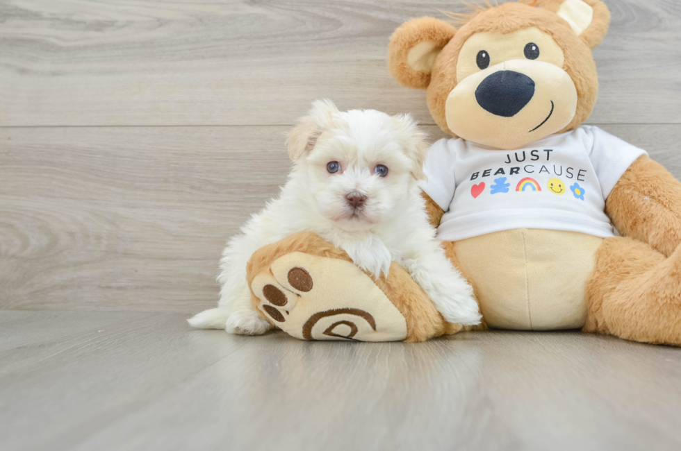 5 week old Havanese Puppy For Sale - Windy City Pups