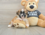6 week old Havanese Puppy For Sale - Windy City Pups