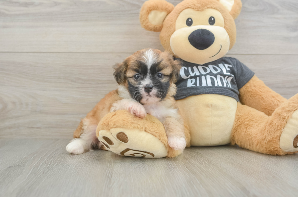 6 week old Havanese Puppy For Sale - Windy City Pups