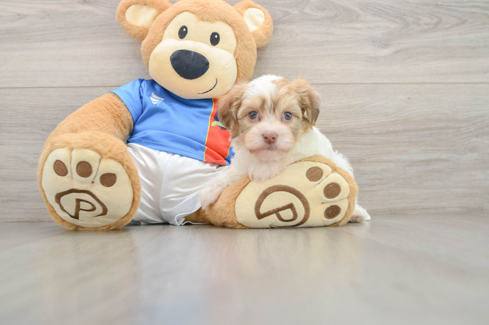 Havanese Pup Being Cute