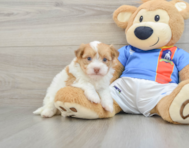 7 week old Havanese Puppy For Sale - Windy City Pups