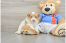 Small Havanese Baby