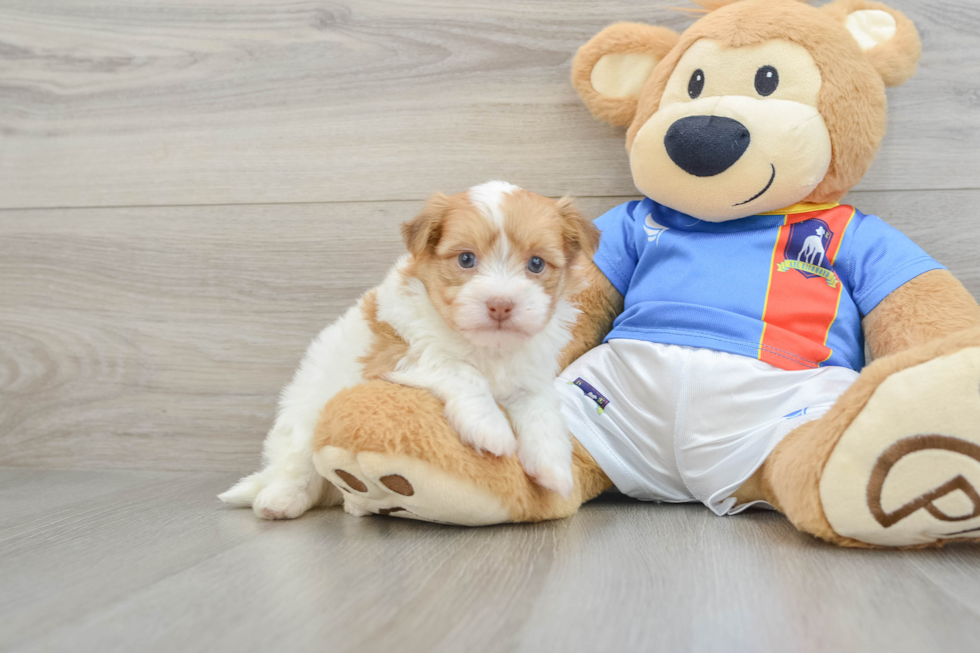 Small Havanese Baby