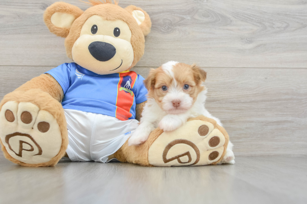 Havanese Pup Being Cute