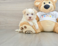 5 week old Havanese Puppy For Sale - Windy City Pups