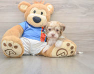 5 week old Havanese Puppy For Sale - Windy City Pups