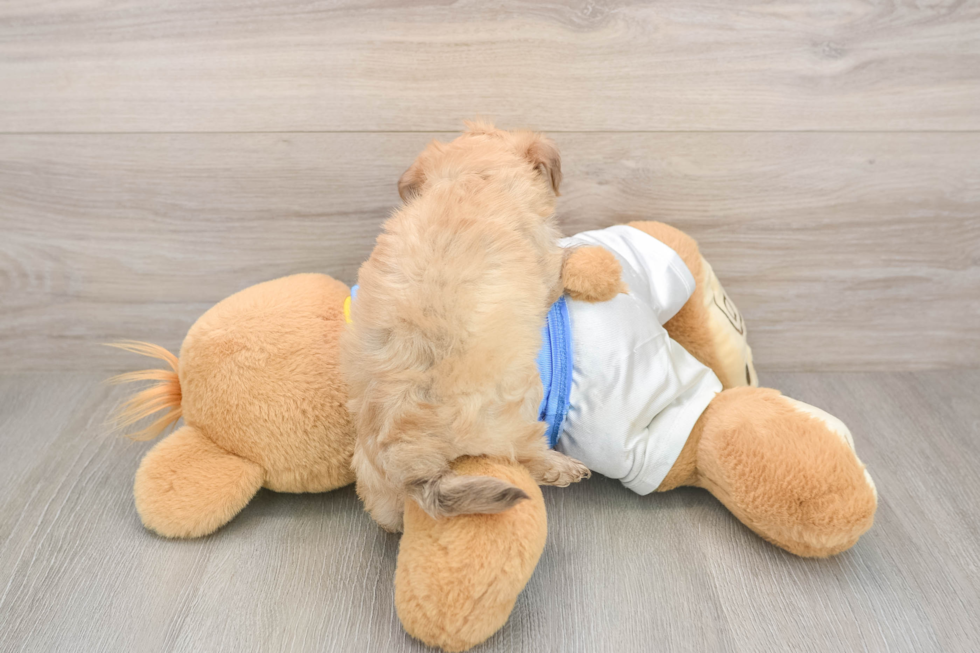 Playful Havanese Baby