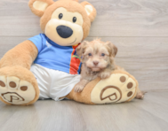 5 week old Havanese Puppy For Sale - Windy City Pups