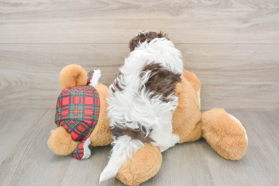 Fluffy Havaneser Purebred Puppy